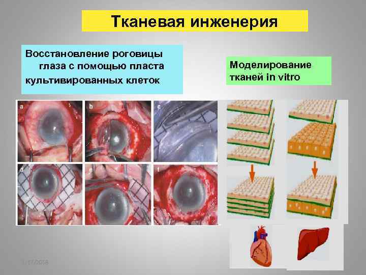 Тканевая инженерия Восстановление роговицы глаза с помощью пласта культивированных клеток 2/17/2018 Моделирование тканей in