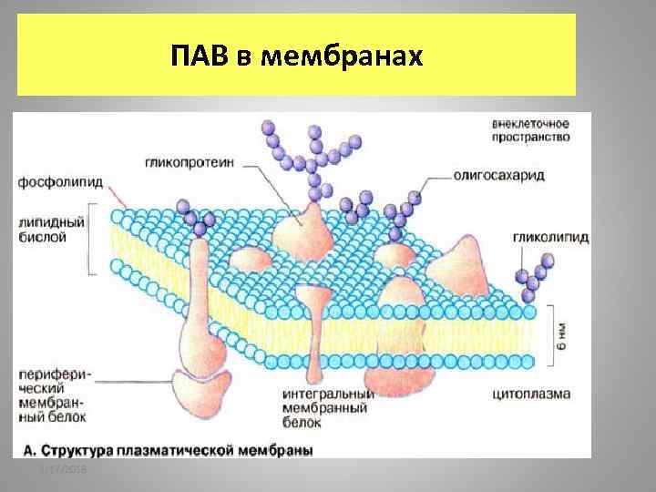 ПАВ в мембранах 2/17/2018 