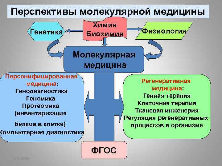 Перспективы молекулярной медицины Химия Биохимия Генетика Физиология Молекулярная медицина Персонифицированная медицина: Генодиагностика Геномика Протеомика