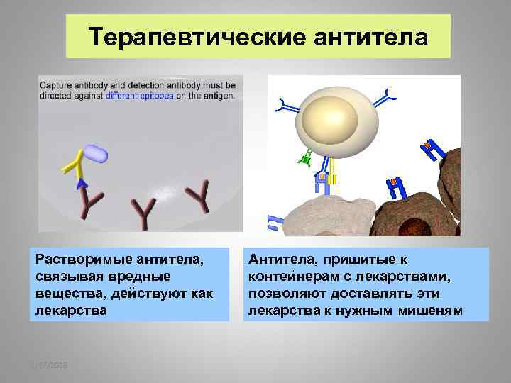 Терапевтические антитела Растворимые антитела, связывая вредные вещества, действуют как лекарства 2/17/2018 Антитела, пришитые к