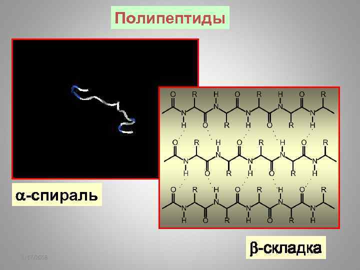 Полипептиды -спираль 2/17/2018 -складка 