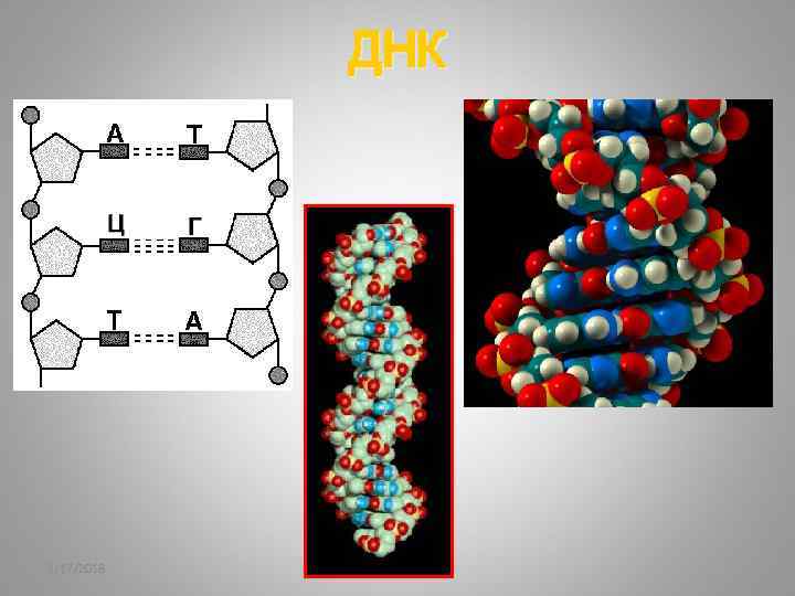ДНК 2/17/2018 