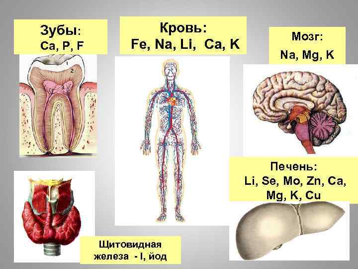 Зубы: Ca, P, F Кровь: Fe, Na, Li, Ca, K Мозг: Na, Mg, K