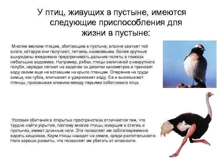 Птицы пустыни презентация