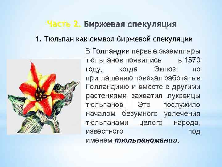 Часть 2. 1. Тюльпан как символ биржевой спекуляции В Голландии первые экземпляры тюльпанов появились
