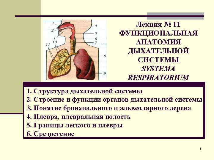 Лекция № 11 ФУНКЦИОНАЛЬНАЯ АНАТОМИЯ ДЫХАТЕЛЬНОЙ СИСТЕМЫ SYSTEMA RESPIRATORIUM 1. Структура дыхательной системы 2.