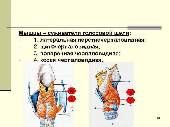 Мышцы – суживатели голосовой щели: 1. латеральная перстнечерпаловидная; 2. щиточерпаловидная; 3. поперечная черпаловидная; 4.