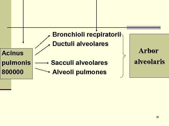 Bronchioli recpiratorii Ductuli alveolares Acinus pulmonis 800000 Sacculi alveolares Alveoli pulmones Arbor alveolaris 30