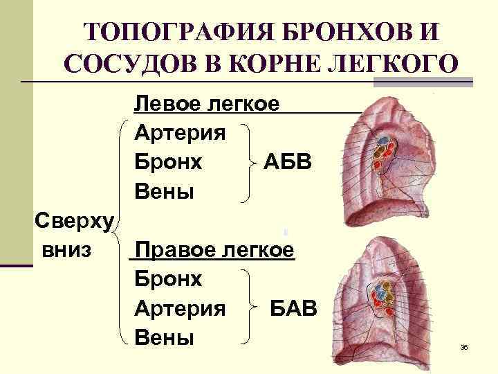 ТОПОГРАФИЯ БРОНХОВ И СОСУДОВ В КОРНЕ ЛЕГКОГО Левое легкое Артерия Бронх АБВ Вены Сверху