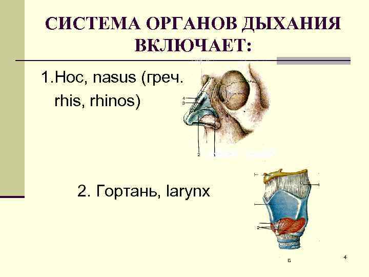 СИСТЕМА ОРГАНОВ ДЫХАНИЯ ВКЛЮЧАЕТ: 1. Нос, nasus (греч. rhis, rhinos) 2. Гортань, larynx 4