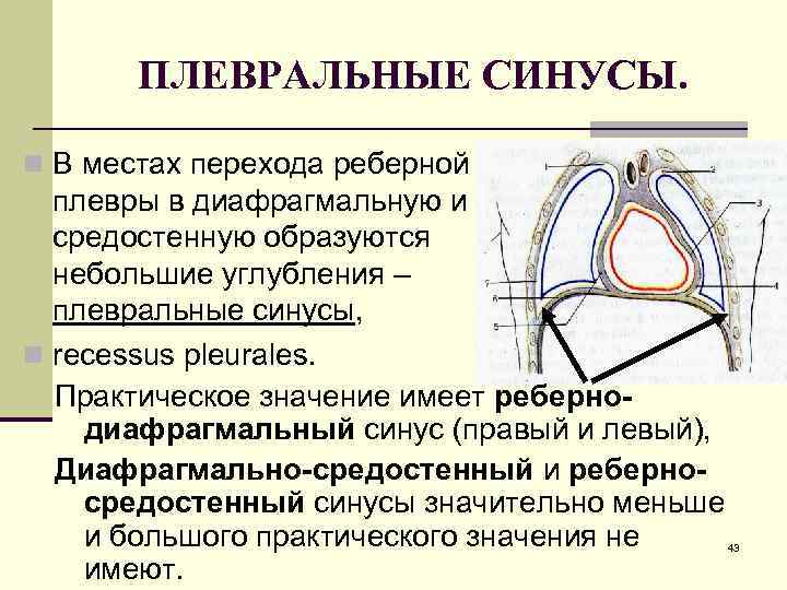 ПЛЕВРАЛЬНЫЕ СИНУСЫ. n В местах перехода реберной плевры в диафрагмальную и средостенную образуются небольшие