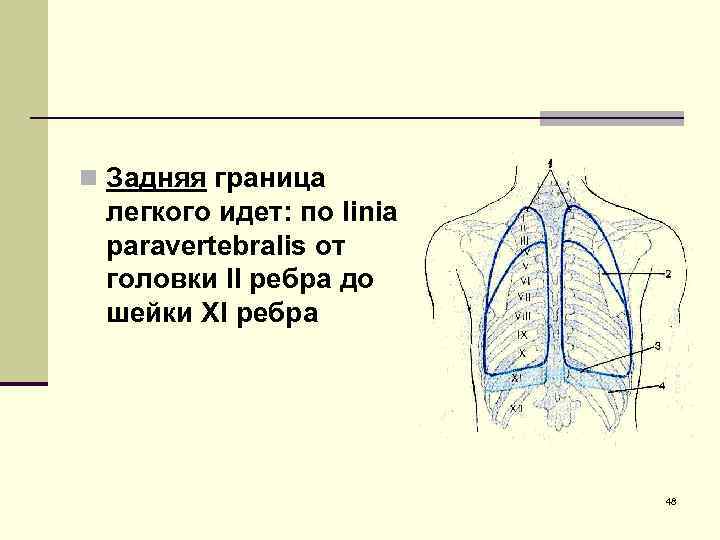 n Задняя граница легкого идет: по linia paravertebralis от головки II ребра до шейки