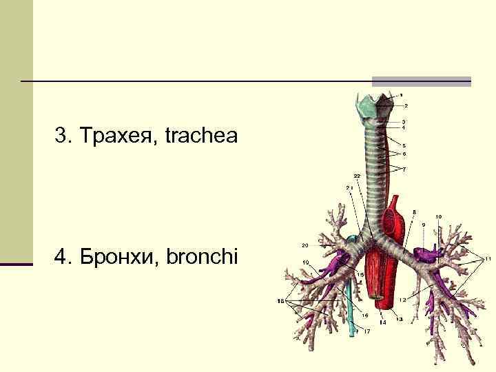 3. Трахея, trachea 4. Бронхи, bronchi 5 