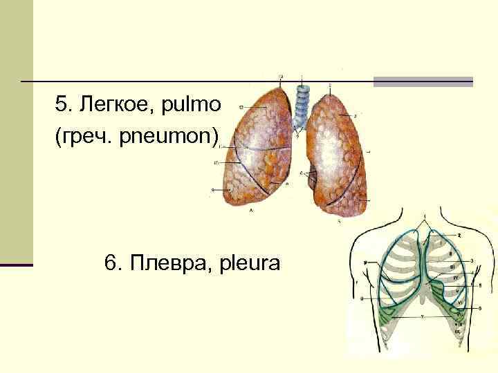 5. Легкое, pulmо (греч. рneumon) 6. Плевра, pleura 6 