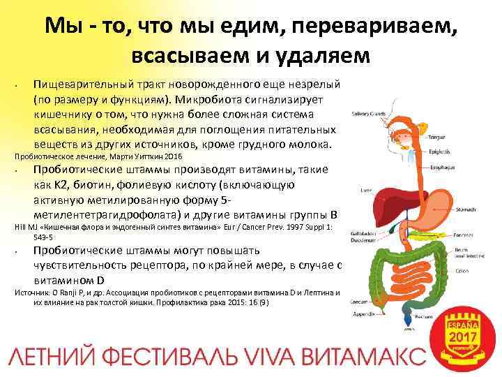 Мы - то, что мы едим, перевариваем, всасываем и удаляем • Пищеварительный тракт новорожденного