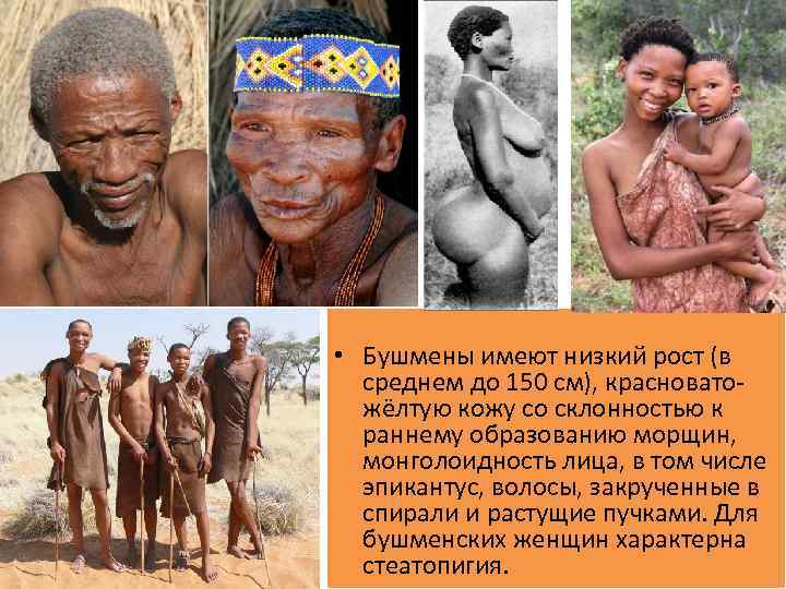  • Бушмены имеют низкий рост (в среднем до 150 см), красноватожёлтую кожу со