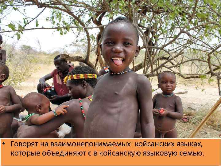  • Говорят на взаимонепонимаемых койсанских языках, которые объединяют с в койсанскую языковую семью.