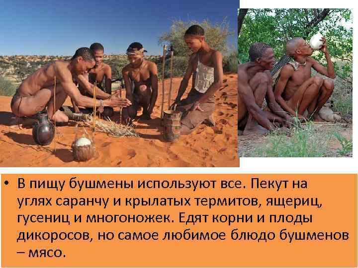  • В пищу бушмены используют все. Пекут на углях саранчу и крылатых термитов,