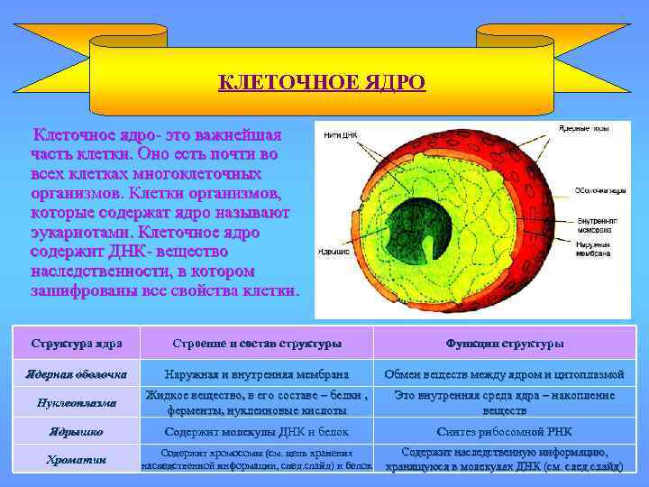 КЛЕТОЧНОЕ ЯДРО Клеточное ядро- это важнейшая часть клетки. Оно есть почти во всех клетках