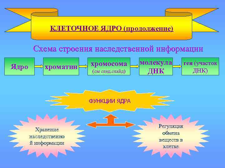 КЛЕТОЧНОЕ ЯДРО (продолжение) Схема строения наследственной информации Ядро хроматин хромосома (см след. слайд) молекула