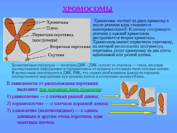 ХРОМОСОМЫ Хромосома состоит из двух хроматид и после деления ядра становится однохроматидной. К началу