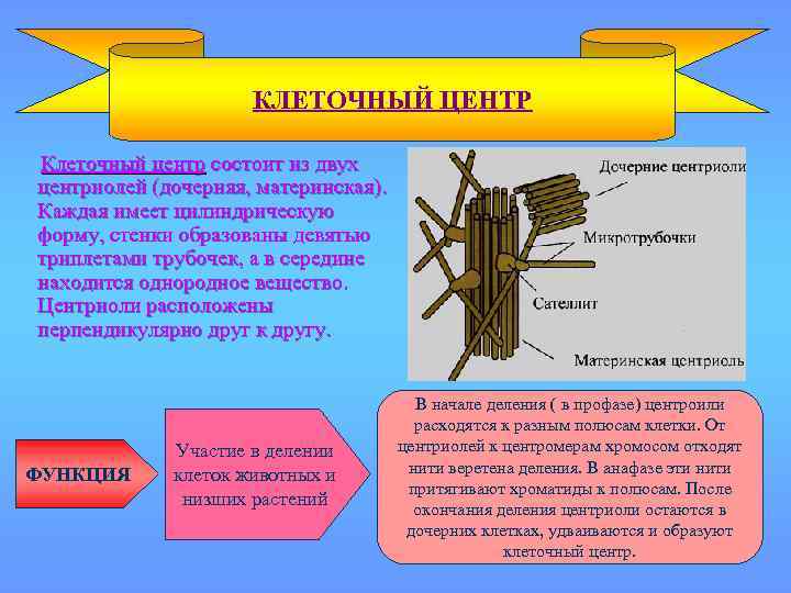 КЛЕТОЧНЫЙ ЦЕНТР Клеточный центр состоит из двух центриолей (дочерняя, материнская). Каждая имеет цилиндрическую форму,