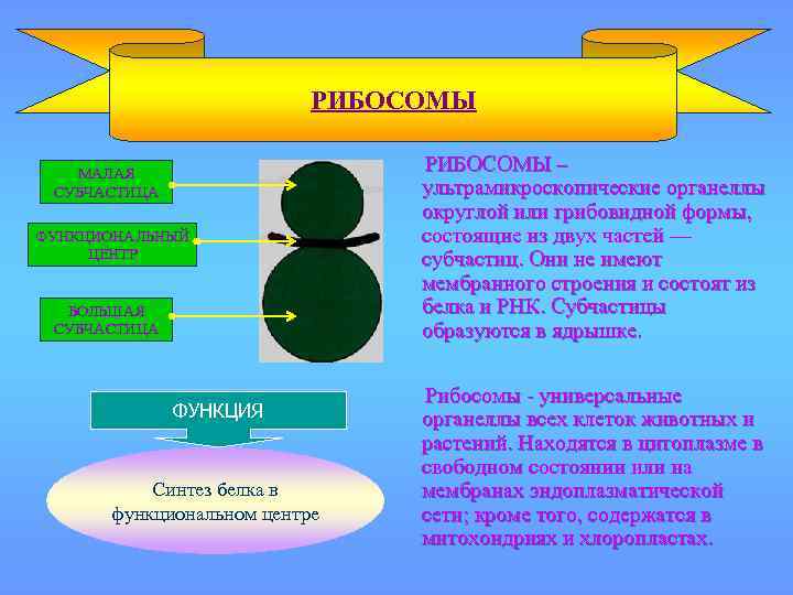 РИБОСОМЫ МАЛАЯ СУБЧАСТИЦА ФУНКЦИОНАЛЬНЫЙ ЦЕНТР БОЛЬШАЯ СУБЧАСТИЦА ФУНКЦИЯ Синтез белка в функциональном центре РИБОСОМЫ