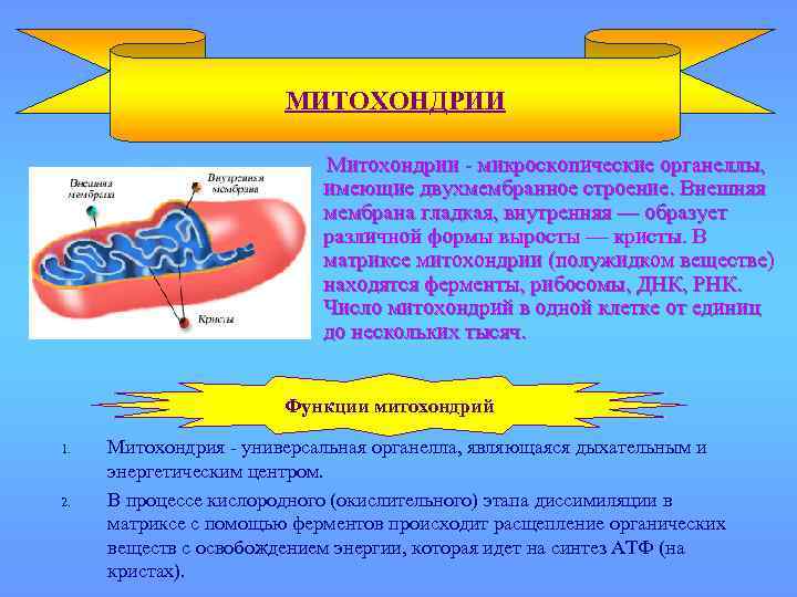 МИТОХОНДРИИ Митохондрии - микроскопические органеллы, имеющие двухмембранное строение. Внешняя мембрана гладкая, внутренняя — образует