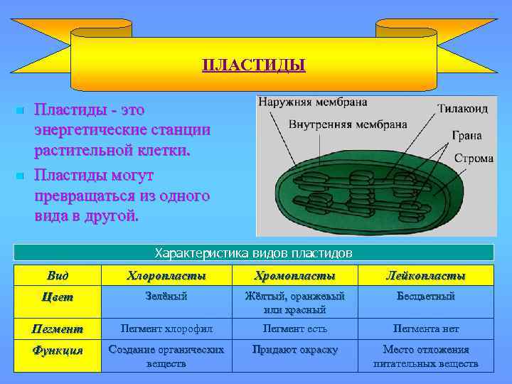 ПЛАСТИДЫ n n Пластиды - это энергетические станции растительной клетки. Пластиды могут превращаться из