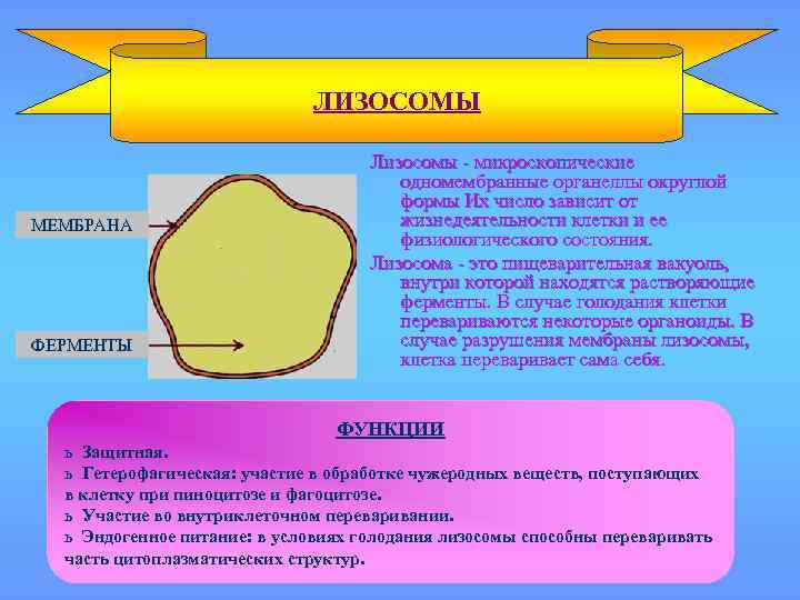 ЛИЗОСОМЫ МЕМБРАНА ФЕРМЕНТЫ Лизосомы - микроскопические одномембранные органеллы округлой формы Их число зависит от