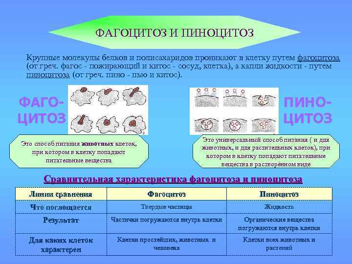 ФАГОЦИТОЗ И ПИНОЦИТОЗ Крупные молекулы белков и полисахаридов проникают в клетку путем фагоцитоза (от