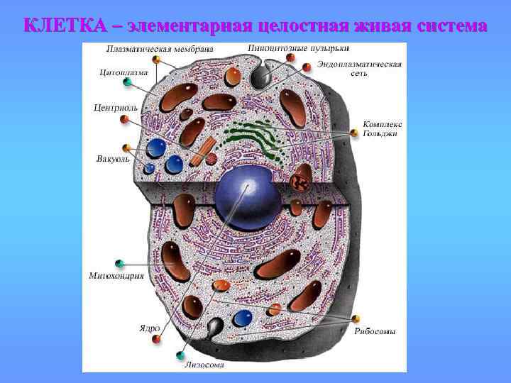 КЛЕТКА – элементарная целостная живая система 