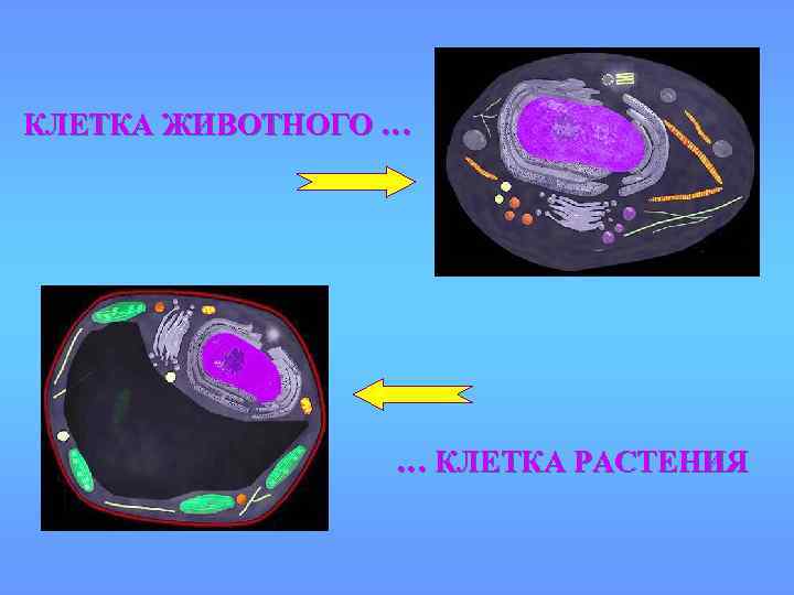 КЛЕТКА ЖИВОТНОГО … … КЛЕТКА РАСТЕНИЯ 