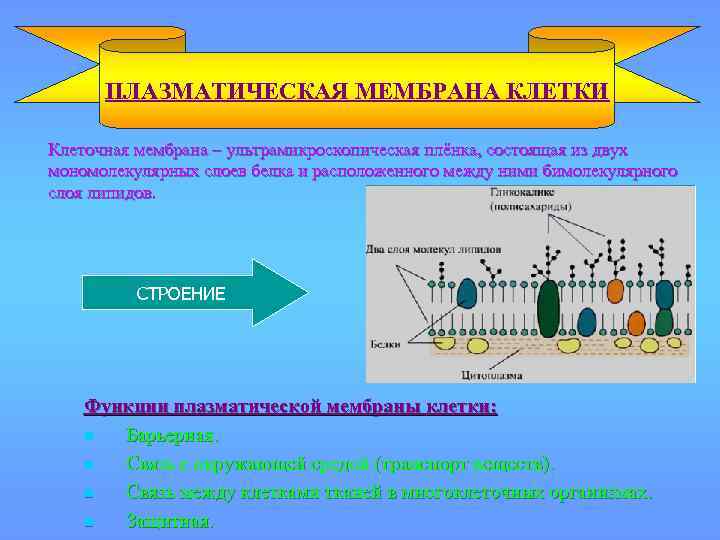 ПЛАЗМАТИЧЕСКАЯ МЕМБРАНА КЛЕТКИ Клеточная мембрана – ультрамикроскопическая плёнка, состоящая из двух мономолекулярных слоев белка