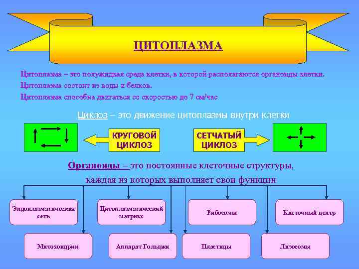 ЦИТОПЛАЗМА Цитоплазма – это полужидкая среда клетки, в которой располагаются органоиды клетки. Цитоплазма состоит