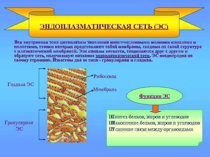 ЭНДОПЛАЗМАТИЧЕСКАЯ СЕТЬ (ЭС) Вся внутренняя зона цитоплазмы заполнена многочисленными мелкими каналами и полостями, стенки
