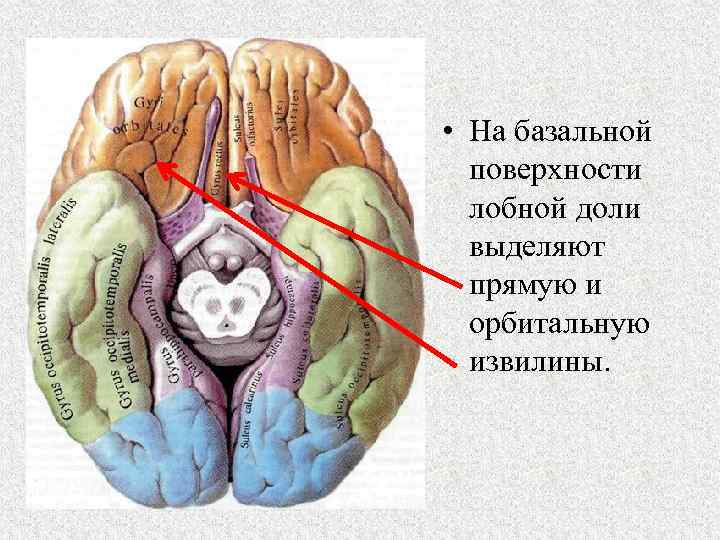  • На базальной поверхности лобной доли выделяют прямую и орбитальную извилины. 