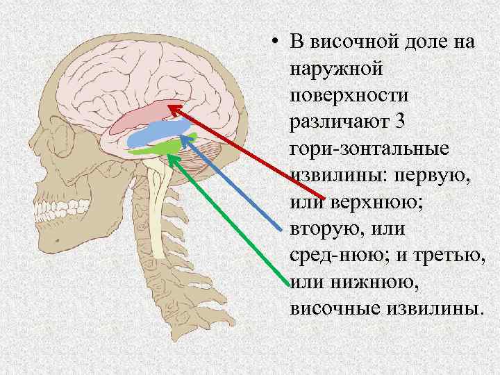 Кора больших полушарий головного мозга гистология рисунок