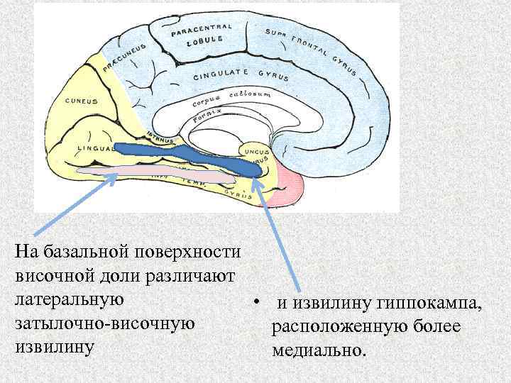 На базальной поверхности височной доли различают латеральную • и извилину гиппокампа, затылочно височную расположенную