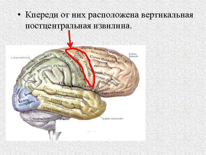  • Кпереди от них расположена вертикальная постцентральная извилина. 