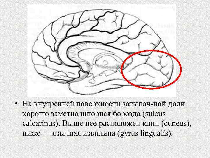  • На внутренней поверхности затылоч ной доли хорошо заметна шпорная борозда (sulcus calcarinus).