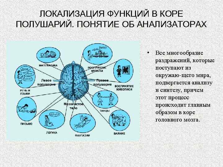 ЛОКАЛИЗАЦИЯ ФУНКЦИЙ В КОРЕ ПОЛУШАРИЙ. ПОНЯТИЕ ОБ АНАЛИЗАТОРАХ • Все многообразие раздражений, которые поступают