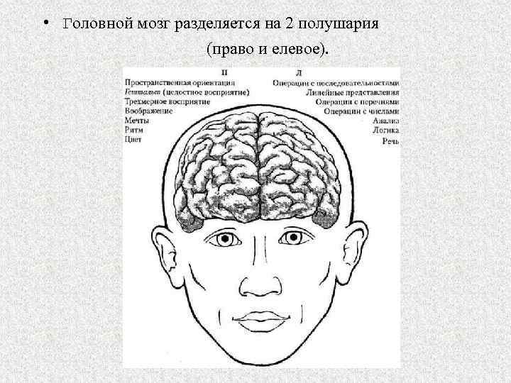  • Головной мозг разделяется на 2 полушария (право и елевое). 