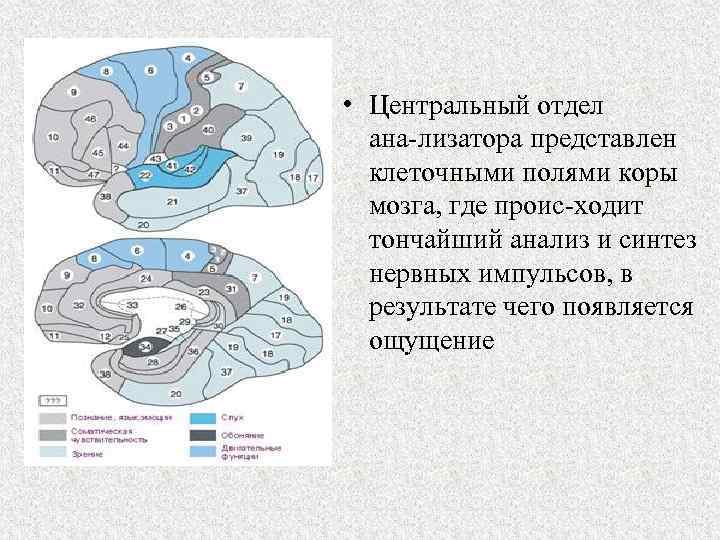  • Центральный отдел ана лизатора представлен клеточными полями коры мозга, где проис ходит