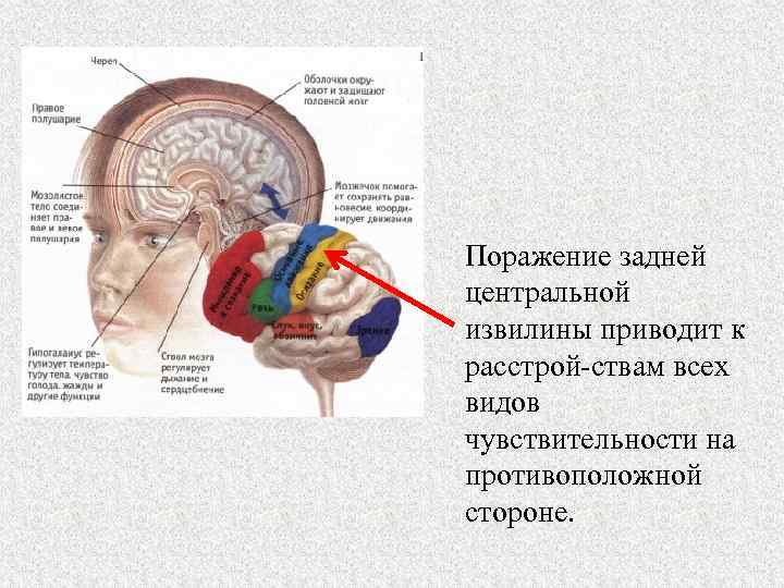 Кора больших полушарий головного мозга гистология рисунок