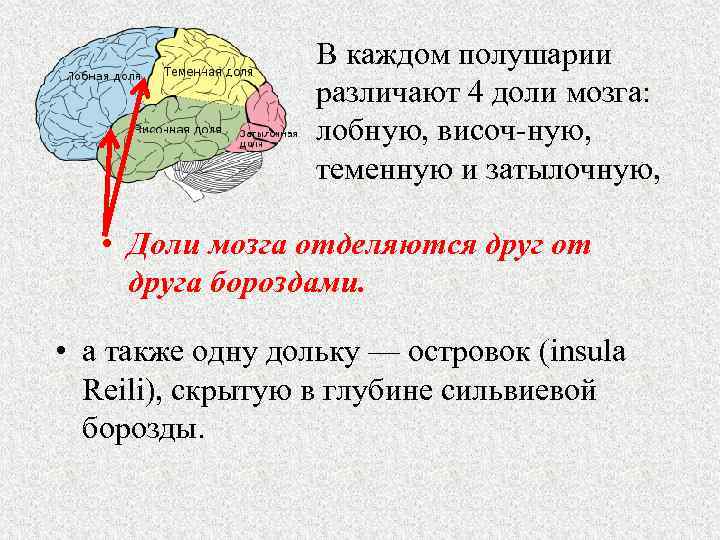 Тест головного полушария. Доли больших полушарий. Доли полушария головного мозга. В каждом полушарии большого мозга различают.