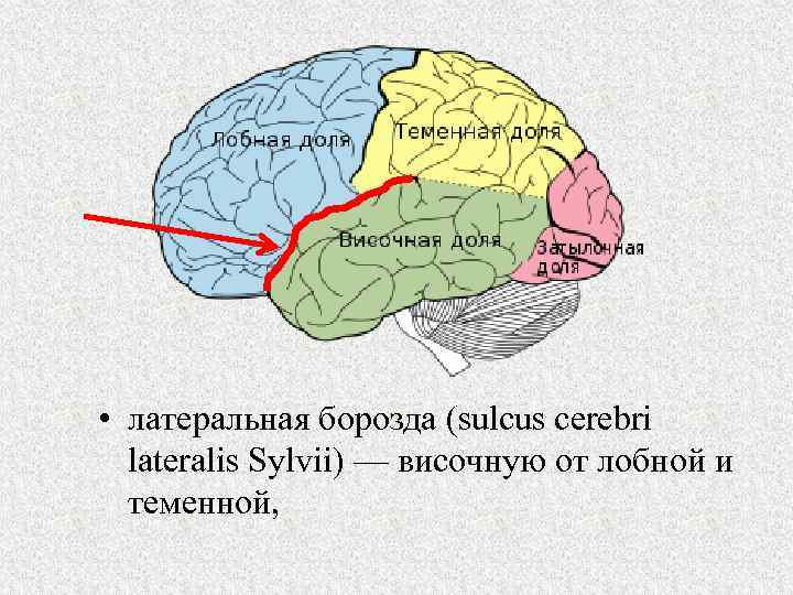 Теменная зона коры мозга