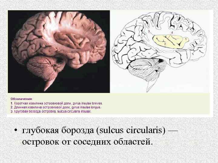  • глубокая борозда (sulcus circularis) — островок от соседних областей. 