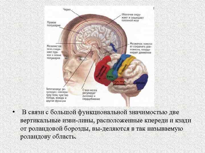  • В связи с большой функциональной значимостью две вертикальные изви лины, расположенные кпереди