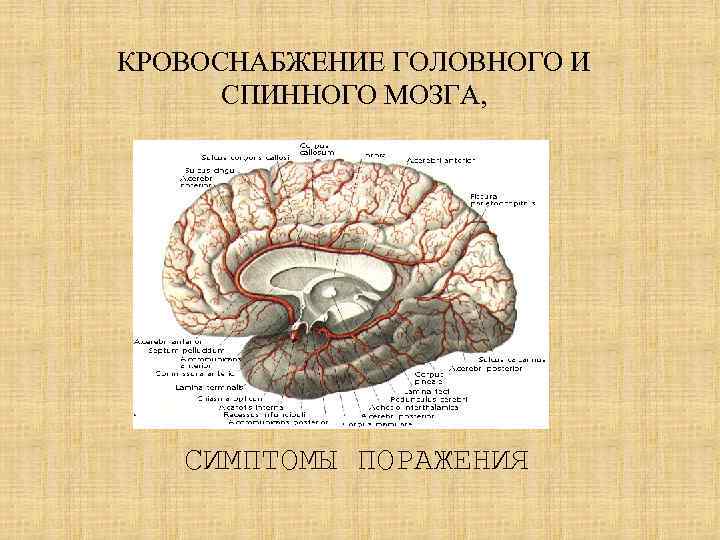 Поступление крови в мозг. Кровообращение головного и спинного мозга. Кровоснабжение спиной мозга. Кровоснабжение спинного мозга. Кровоснабжение головного и спинного.